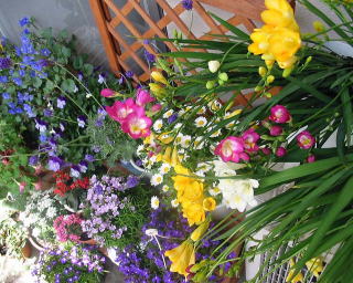 春の花　フリージアなどの写真