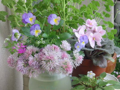 チャイブの花とビオラ　写真